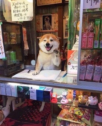 Japanese Dogs, Fotografi Digital, Shiba Inu Dog, Silly Dogs, Soju, Cute Cats And Dogs, Shiba Inu, 귀여운 동물, Pet Birds