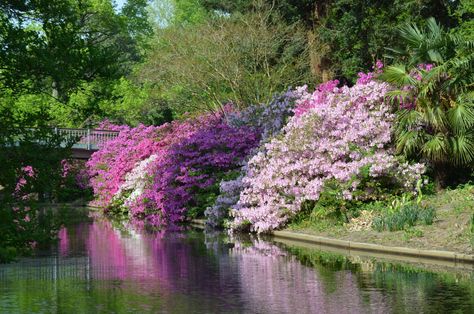 Norfolk Canal Azaleas-1 Norfolk Botanical Garden, Azalea Garden, Southern Gardens, Azaleas Garden, Autumn Clematis, Garden Balls, Southern Garden, Invasive Plants, Plant Problems