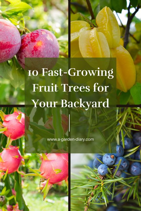 Looking to enjoy fresh fruit sooner? Explore these 10 Fast-Growing Fruit Trees for Your Backyard that promise delicious harvests in just a few years. From dwarf apple trees to vibrant peach and plum varieties, these choices are ideal for home gardeners who want a productive and beautiful yard. Perfect for small spaces or larger landscapes, these trees add beauty while delivering nutritious, homegrown fruit. Transform your garden into a fruitful oasis with these rapid growers! #FruitTrees Columnar Fruit Trees Small Gardens, Backyard Fruit Orchard, Fruit Trees Garden Design, Fast Growing Fruit Trees, Dragon Fruit Tree, Small Fruit Trees, Plum Varieties, Fruit Trees Backyard, Home Orchard