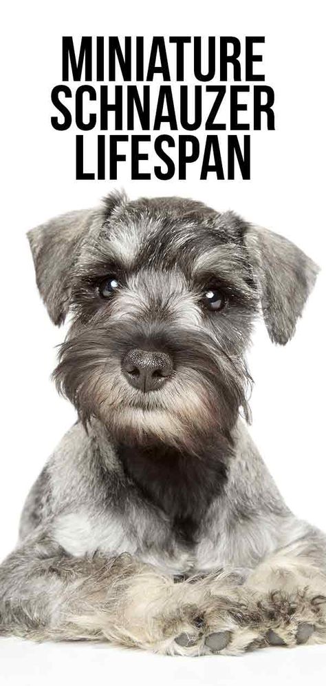 Miniature Schnauzer Lifespan - How Long Will Your Dog Live? Toy Schnauzer Puppies, Female Schnauzer Haircut, Snorkie Dog, Mini Snauzers, Mini Schnauzer Grooming Haircuts, Schnauzer Haircut Hairstyles, Schnauzer Grooming Styles, Miniature Schnauzer Haircut, Miniature Schnoodle