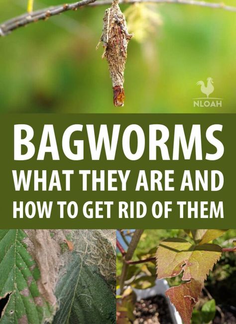 Bagworms are tiny creatures that destroy your fruit trees and other plants. Oftentimes you don't know you have them until it's too late. Here's how to destroy them. #nloah #bagworms #pests #gardening #homesteading How To Get Rid Of Worms In Humans, Army Worms How To Get Rid Of, How To Keep Worms Off Apple Tree, Hornworms On Tomato Plants, Bag Worms, Meal Worms Raising, Squash Bugs, Leaf Beetle, Organic Pest Control