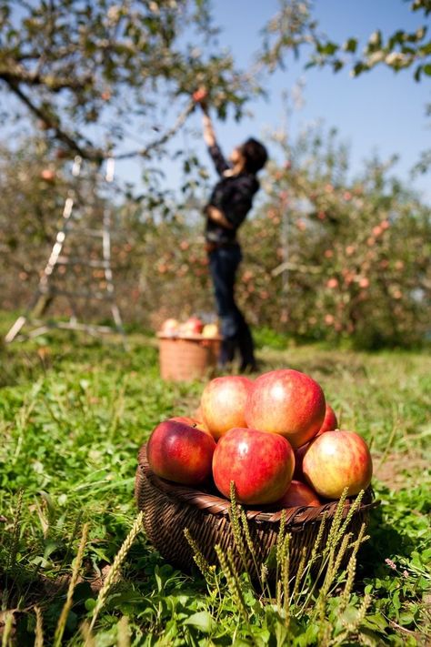 Apples In A Basket, Lost Kitchen, Morning Bed, Bushel Baskets, Apple Farm, Spring Red, Farm Lifestyle, Apple Harvest, Harvest Time