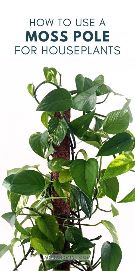 Moss poles (or coco coir poles) are a great tool to help your indoor climbing plants grow and climb like they would in nature. Click to find out how to use a moss pole for your plants. Pothos Moss Pole, Pothos Climbing Ideas, Mint Plant Care, Indoor Climbing Plants, Mint House, Big Leaf Plants, Pothos Plants, How To Water Succulents, Moss Pole