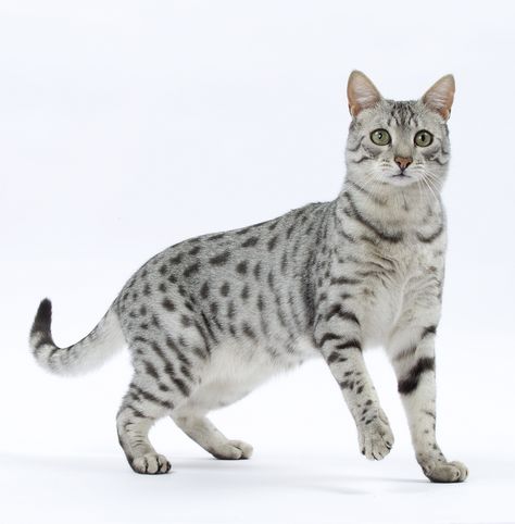 Le #Chat Mau Egyptien Pet Advertising, Egyptian Mau, Cat Anatomy, Warrior Cat Oc, Rare Cats, Cat Oc, Cat Reference, Warrior Cats Art, Cat Pose