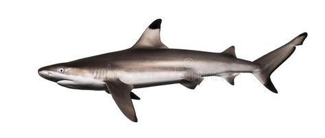 Side view of a Blacktip reef shark, Carcharhinus melanopterus. Isolated on white , #Ad, #Blacktip, #reef, #Side, #view, #shark #ad Swim Background, Shark Side View, Blacktip Reef Shark, Black Tip Shark, Shark Drawing, Reef Shark, Pinch Pot, Shark Fin, Hammerhead Shark