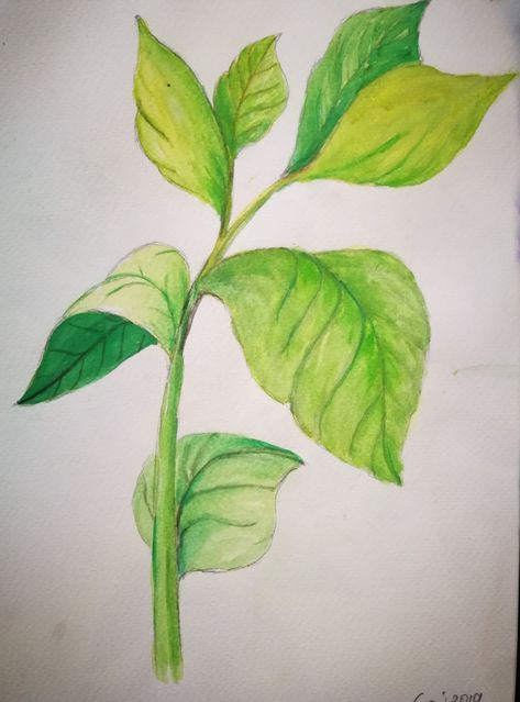 Watercolor Drops, Leaves Drawing, Basic Sketching, Painting Practice, Water Color Pencil, Time Pass, Class 11, Leaf Drawing, Plant Painting