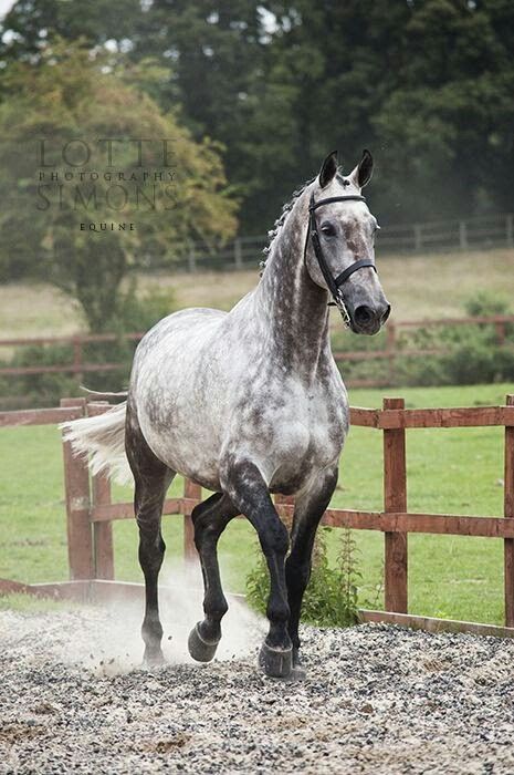 Beautiful Grey Dapple Grey Horses, Gray Horse, Warmblood Horses, Horse Running, Most Beautiful Horses, Grey Horse, Majestic Horse, Horse Crazy, Sport Horse