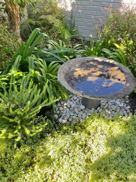 Bird Bath Aesthetic, Bird Bath Pond, Pond Pool, Bath Aesthetic, Types Of Birds, Always Be Grateful, Garden Aesthetic, Aesthetic Flowers, Plants Garden