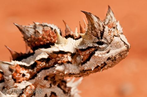 Animals From Australia, Thorny Devil Lizard, Australia Stickers, Desert Lizard, Desert Lizards, Thorny Devil, Desert Animals, Australia Animals, Animal Crossing Villagers