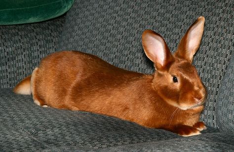 Breeds Of Rabbits, Satin Rabbit, Pet Rabbit Care, Red Rabbit, Raising Rabbits, Rabbit Breeds, Beautiful Rabbit, Dream Farm, Bunny Mom