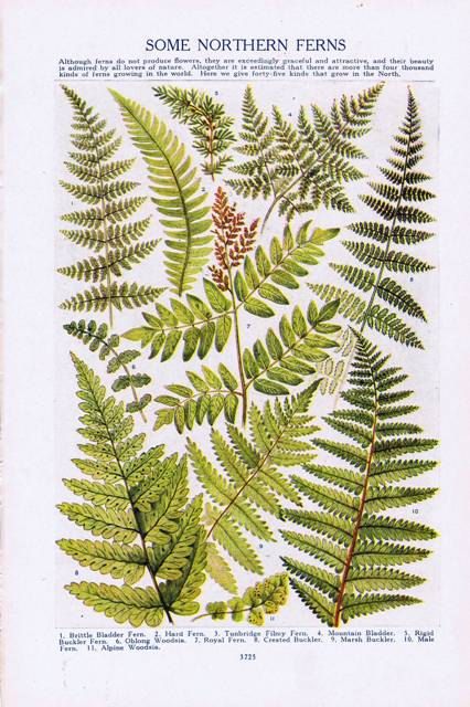 Free Botanical Prints, Fern Prints, East End Prints, Illustration Botanique, Scientific Illustration, Botanical Drawings, Vintage Botanical, Antique Prints, Nature Prints