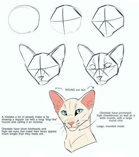 Cat Face Drawing, Cat Drawing Tutorial, Cats Art Drawing, Warrior Cat Drawings, Cat Sketch, Warrior Cats Art, Arte Inspo, Warrior Cat, Animal Sketches