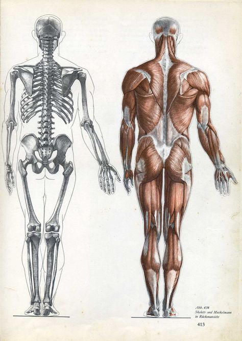 Skeleton Muscles, Human Body Structure, Human Skeleton Anatomy, Human Anatomy Reference, Human Anatomy For Artists, Skeleton Anatomy, Anatomy Sculpture, Human Body Anatomy, Human Anatomy Drawing