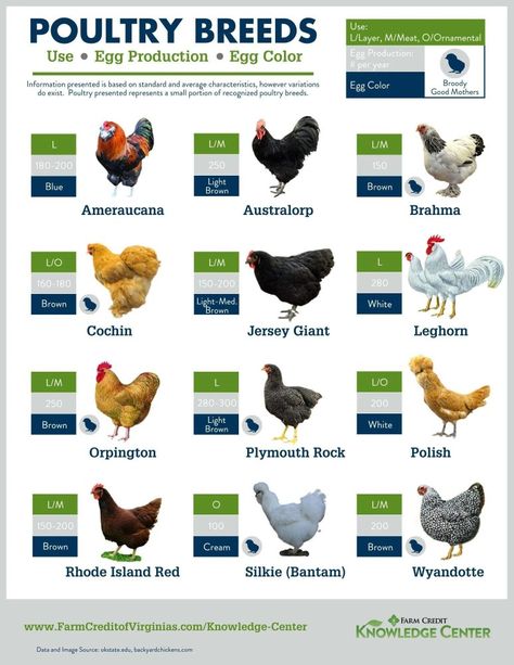 Chickens For Beginners, Breeds Of Chickens, Poultry Farm Design, Poultry Breeds, Chickens Farm, Laying Chickens, Raising Farm Animals, Fancy Chickens, Backyard Chicken Farming