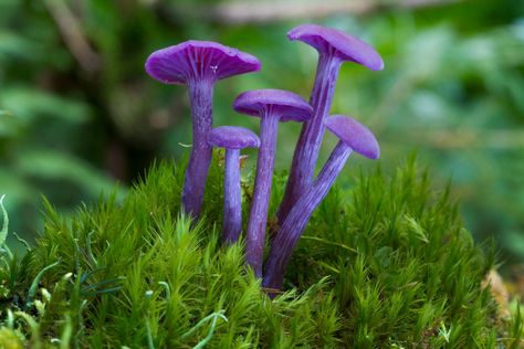 Amethyst Deceiver, Puffball Mushroom, Cauliflower Mushroom, Colorful Mushrooms, Mushroom Species, Mushroom Pictures, Slime Mould, Edible Mushrooms, White Truffle