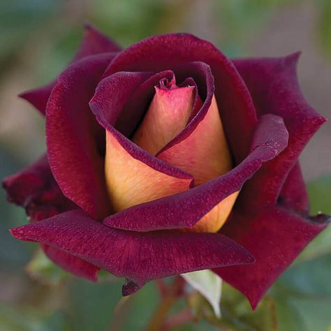 Grafting Roses, Container Roses, Hybrid Tea Rose, Rose Bushes, Rose Care, Rose Seeds, Rose Varieties, Red Petals, Shrub Roses