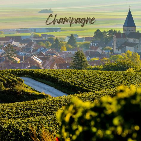 The Ultimate Guide to Wine Tours in France Exploring France's wine country is a must for any wine enthusiast. Here’s what to expect on our exclusive wine tours: 🍇 Bordeaux: Taste world-renowned wines. 🥂 Champagne: Visit prestigious champagne houses. 🍷 Burgundy: Explore charming vineyards. 🍃 Loire Valley: Enjoy scenic wine routes. Like and save this post for when you're ready to sip and savor! . . . . #WineTours #FrenchWine #BordeauxWine #ChampagneRegion #BurgundyWines #LoireValley #WineLo... Bordeaux Vineyards, Champagne Region, Bordeaux Wine, French Wine, Loire Valley, Wine Enthusiast, Wine Tour, Wine Country, Champagne