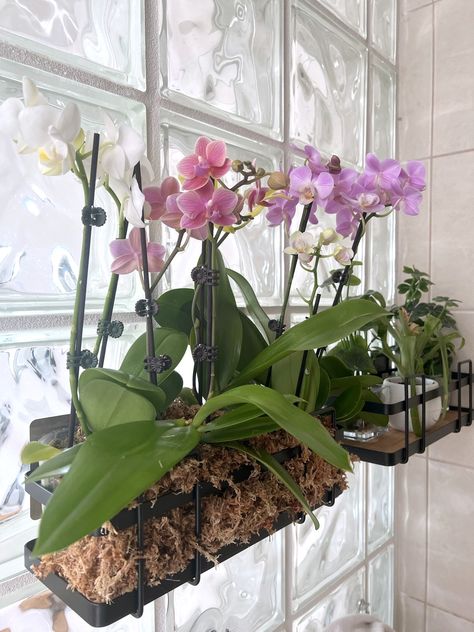 Orchid Shelf, Hanging Orchid, Small House Garden, Orchid House, Orchid Planters, Herb Garden Design, Vertical Garden Diy, Orchids Garden, Orchid Arrangements