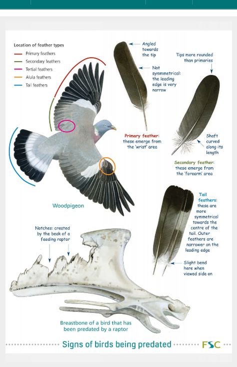 Pigeon Anatomy, Bird Puppet, Green Bird, Animal Sketches, Anatomy Reference, Drawing Tips, Bird Watching, Bird Feathers, Birdy