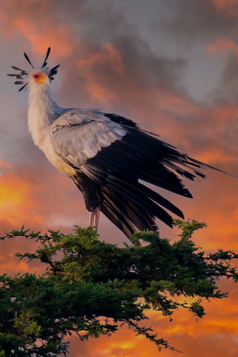 Secretary Bird Birds With Long Tail Feathers, Secretary Bird Photography, Secretary Bird Drawing, Secretary Bird Art, Alterhuman Identities, Secretary Birds, Secretary Bird, Extinct Birds, Dino Design