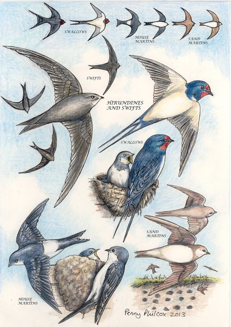 A drawing I did to help people distinguish Hirundines (and similar) from each other Swallow House, Sand Martin, House Martin, Martin House, Swallows, Help People, A Drawing, 2 A, Penny