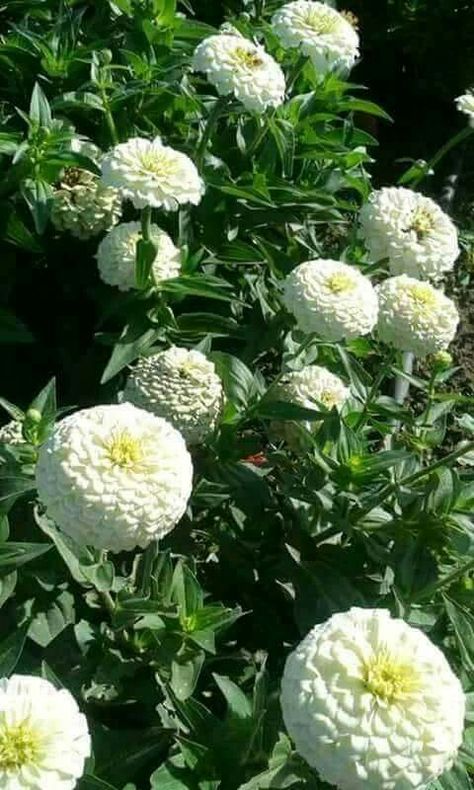 Giant Zinnias, Zinnia Flowers, Cut Flower Garden, Healthy Garden, Flower Food, Nature Quotes, Front Garden, Backyard Landscaping Designs, Cut Flowers