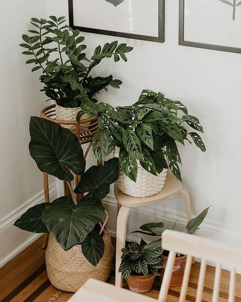 Big Indoor Plants, Tanaman Air, نباتات منزلية, Plant Decor Indoor, Interior Plants, Plant Aesthetic, House Plants Decor, Room With Plants, House Plants Indoor