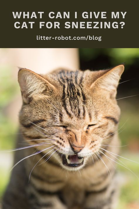 A myriad of issues can cause your cat’s sneezing. In fact, sometimes sneezing isn’t sneezing at all. There are other symptoms that can be misidentified as sneezing, all of which have their own set of causes. Once you get to the root cause of the situation, you’ll be able to help treat your cat’s sneezing. Determine the reasons why your cat could be sneezing and how to provide the relief your cat needs. Cat Sneezing, Allergy Season, Upper Respiratory Infection, Cat Years, Cat Allergies, International Cat Day, Watery Eyes, Cat Info, Cat With Blue Eyes