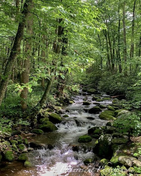 Discover the breathtaking beauty of the Tongwe Forest in Tanzania, a sanctuary of biodiversity and natural wonders. This magnificent forest is home to unique wildlife, playing a vital role in preserving our planet’s ecological balance. Join us in celebrating and protecting this precious ecosystem. 🌳 #TongweForest #Tanzania #Nature #Wildlife #Conservation #EcoTourism #Biodiversity #NaturalWonders #ExploreTanzania #AdventureAwaits #SustainableTravel #TravelGoals #DiscoverNature #WildlifeSanctu... Creek Landscape, How To Make Rocks, Rock Path, Wood Path, Mountain Stream, Small Waterfall, River Photography, Mountain River, Mountain Life