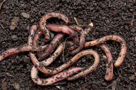 Why Your Soil Needs Earthworms, and 5 Ways to Attract Them to Your Garden | The Seed Collection Cacing Tanah, Meal Worms, Black Soil, Worm Castings, Red Worms, Soil Texture, Worm Composting, Worm Farm, Garden Compost