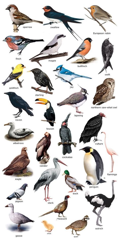 Birds Name List, Names Of Birds, Animals Name In English, Animal Infographic, Backyard Birds Sanctuary, List Of Birds, Dog Breeds List, Bird Types, Natural Science