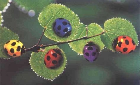 Ladybug Ideas, متحف فني, Crazy Art, Cool Bugs, Bugs And Insects, Love Bugs, Pics Art, Miraculous Ladybug, Pretty Pictures