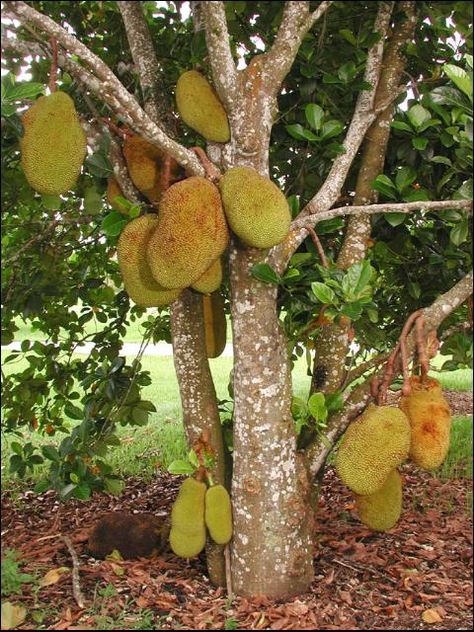 Jackfruit Tree, Pizza Fruit, Vegetable Pictures, Backyard Trees, Florida Gardening, Home Grown Vegetables, Home Landscape, Green Fruit, Fruit Plants