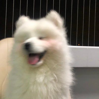 Memes Cute, Puppies Cute, Cute Animal Memes, Samoyed Dogs, Dog Icon, Really Cute Dogs, Animal Photos, Silly Animals, Cute Animal Photos