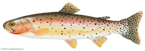 Sea Trout, Cutthroat Trout, Trout Fish, Style Rules, All Fish, Fresh Water, North America, Fish, Animals