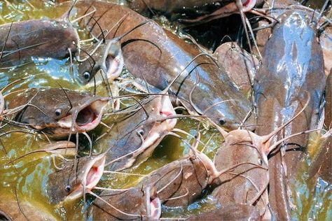 Commercial Fish Farming: 5 Key Things You Need To Know Before You Start | NOBOWA.com Aquaculture Fish Farming, Catfish Pond, Catfish Farming, Aquaculture Fish, Farm Cat, Fish Farm, Farming Business, Fish Farming, Types Of Fish