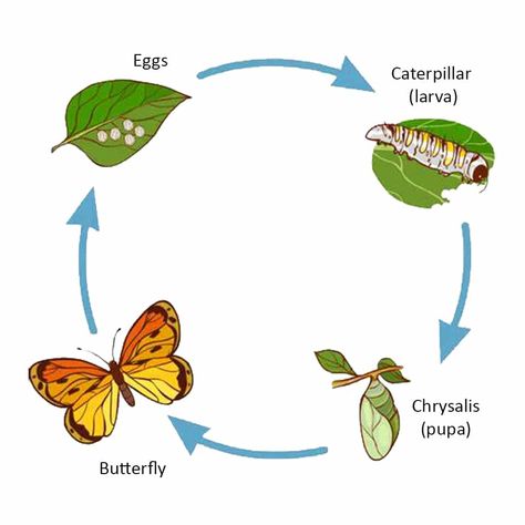 This craft for easy pom pom caterpillars provides a fun time to teach kids about the lifecycle of a butterfly. Butterfly Process, Lifecycle Of A Butterfly, Butterfly Lifecycle, Easy Pom Pom, Caterpillar To Butterfly, Toddler Sunday School, Butterfly Life Cycle, Washable Markers, Teach Kids