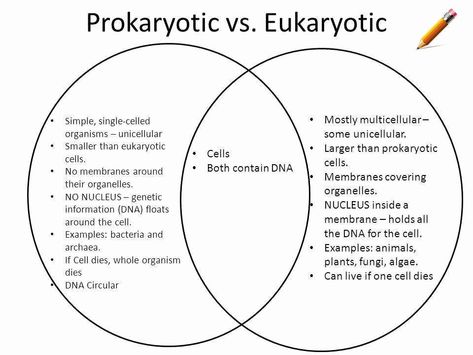 Prokaryotes Vs Eukaryotes Worksheet Beautiful Prokaryote and Eukaryote Worksheet | Chessmuseum Template Library Prokaryotic Vs Eukaryotic Cells, Prokaryotes And Eukaryotes, Prokaryotes Vs Eukaryotes, Prokaryotic And Eukaryotic Cells, Comparison Worksheet, Botanical Academia, Sat Tips, Reflective Essay, Prokaryotic Cell