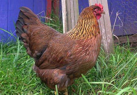 Welsummer Chicken, Chicken Flock, Beautiful Chickens, Chicken Garden, Brown Eggs, Free Range Chickens, Farm Art, Lavender Farm, Chicken Coops