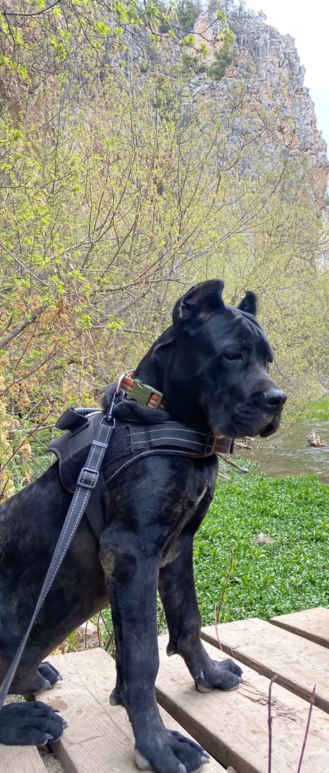 Black King Corso Dog, Big Fluffy Black Dogs, Cane Corso And Doberman, Came Corse, Black Cane Corso Aesthetic, Black Cane Corso Puppies, Big Scary Dogs, Cane Corso Aesthetic, Can Corso