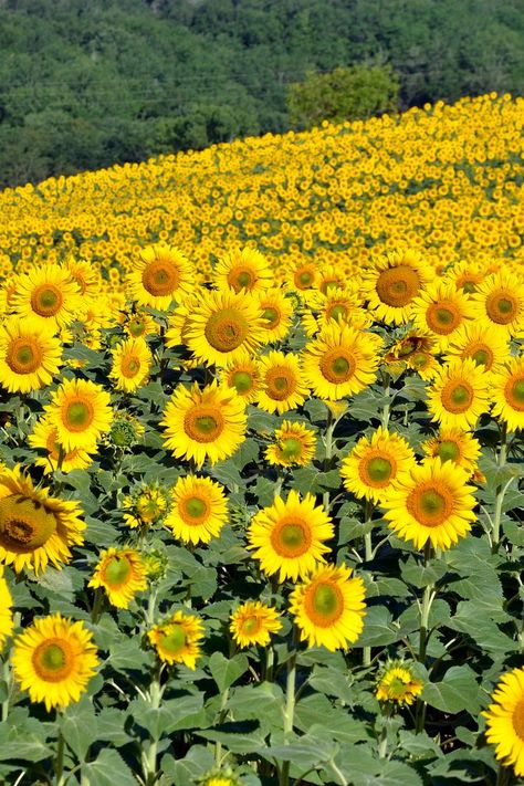 A Field Of Sunflowers, Summer Shots, Sunflower Patch, Field Of Sunflowers, Sunflower Images, Sunflowers And Daisies, Sunflower Pictures, Sunflower Garden, Farm Photo