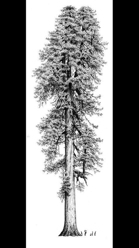 Giant Sequoia Forest Drawings, Redwood Tattoo, Sketch Nature, Image Zen, Tattoo Tree, Tree Sketch, Forest Drawing, Pencil Trees, Sequoia Tree