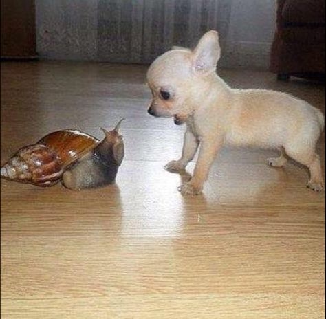 This is either the largest snail or the smallest dog I've ever seen!  :) 동화 삽화, Söt Katt, Chihuahua Puppies, Puppies Funny, Cane Corso, Sphynx, Funny Animal Pictures, Animal Planet, On The Floor