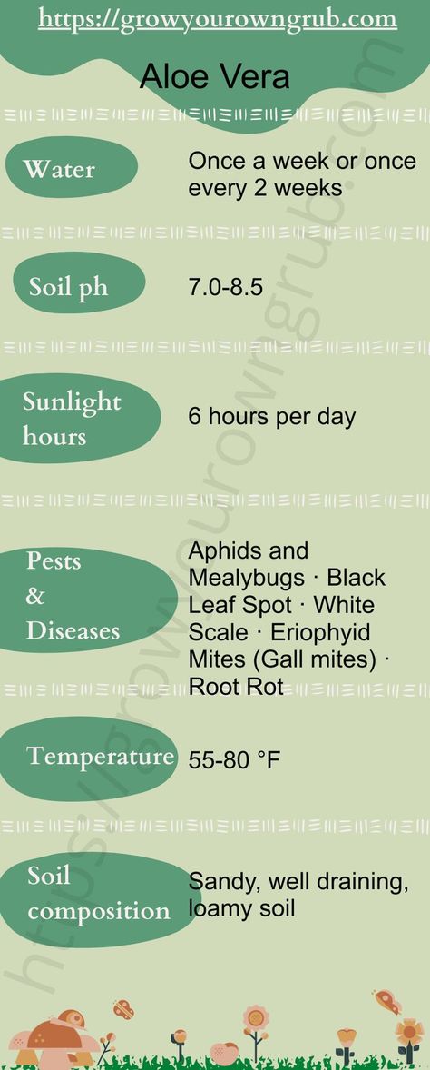 How to grow Aloe Vera at home Amaranth Plant, Yellow Flowering Plants, Growing Aloe Vera, Squash Bugs, Plants At Home, Cucumber Beetles, Spider Mites, Areca Palm, Aloe Vera Plant