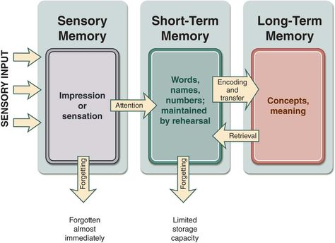 Illustration showing the steps associated with the stage model of memory. Three vertical rectangles are arranged horizontally and labeled as follows from left to right: sensory memory (impression or sensation), short-term memory (words, names, numbers; maintained by rehearsal), and long-term memory (concepts, meaning). Three arrows on the left of the figure point toward the first box (sensory memory) and are labeled "sensory input." An arrow labeled "forgetting" points downward from this box ... Memory Psychology, Repressed Memories, Memorization Techniques, Letter A Coloring Pages, Block Notes, Memory Words, Sensory Input, Tattoos With Kids Names, Short Term Memory