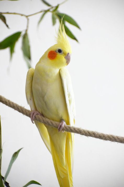 #bird
#borb
#birdmemes
#cockatiel
#meme
#birbmemes
#caique
#calopsita
#cockatoo
#caiquesofinstagram
#cockatiellove
#relatable
#funny
#birb_called_charlie
#birds
#parrots
#cute
#parakeet
#birdsofig
#birdsofinstagram
#birdstagram
#birdlovers
#instabirds
#parrotsofinstagram
#instaparrots
#funnyanimals
#cuteanimals
#peekaboo Cockatiel Aesthetic, Cockatiel Pictures, Cinnamon Cockatiel, Yellow Cockatiel, Cute Cockatiel, Yellow Tattoo, Cockatiel Bird, Bird & Wildlife Houses, Funny Parrots