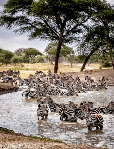 ♔ L'Afrique ♔ Africa Serengeti National Park Tanzania, Serengeti Aesthetic, Serengeti Photography, Tanzania Aesthetic, Tanzania Serengeti, Tanzania National Parks, African Wildlife Photography, Serengeti Tanzania, African Skies