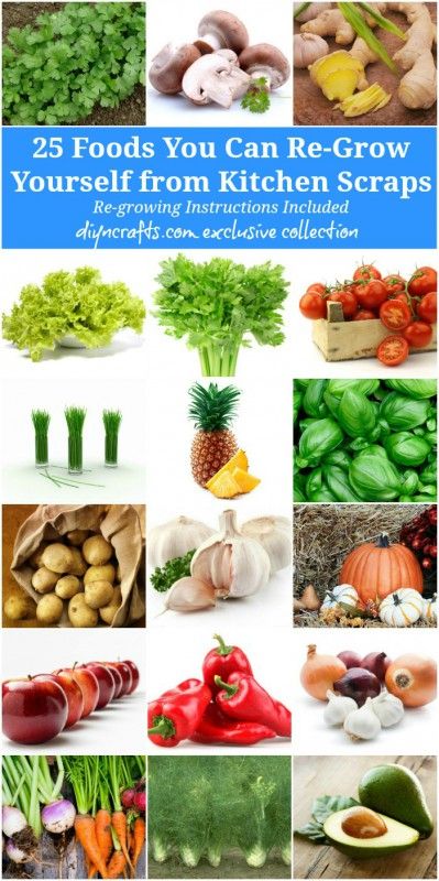 25 Foods You Can Re-Grow Yourself from Kitchen Scraps Living Foods, Regrow Vegetables, Kitchen Scraps, Avocado Plant, Finance Education, Growing Veggies, Autumn Design, Plant Problems, Have Inspiration