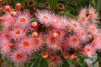 Flowering Gum, Low Water Gardening, Australian Native Garden, Landscaping Trees, Australian Wildflowers, Australian Flowers, Australian Native Flowers, Australian Plants, Australian Garden