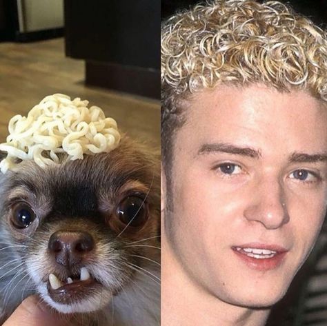 Who Wore It Better? Funny Dog Images, Funny Animal Images, Some Jokes, Memes Of The Day, Funny Dog Memes, Me Too Meme, Dog Images, Funny Animal Memes, Funny Relationship